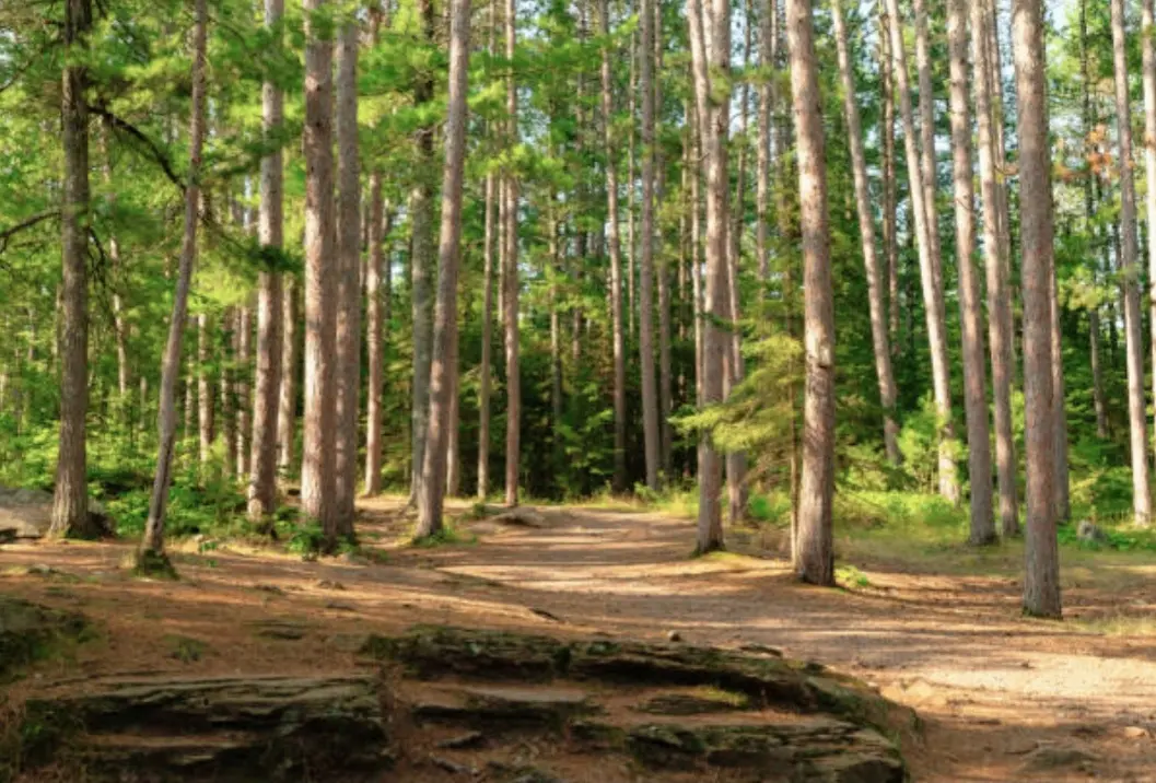 About Us Cultivated trees representing responsible agro-forestry stewardship