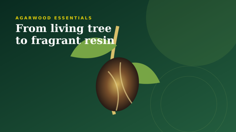 Understanding Agar and Agarwood: From Living Tree to Fragrant Resin Understanding Agar and Agarwood: From Living Tree to Fragrant Resin